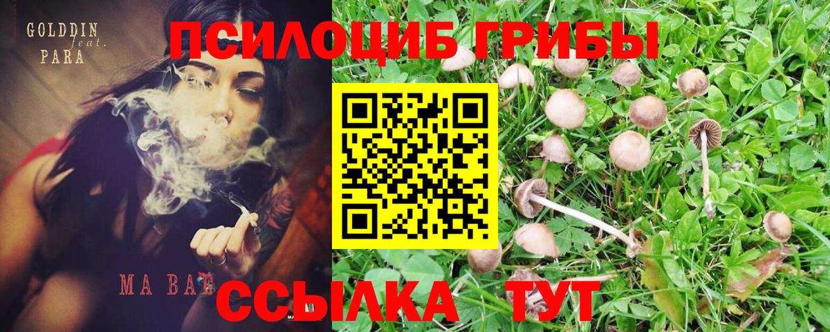 Галлюциногенные грибы Psilocybine cubensis  Вход с VPN  Невинномысск 